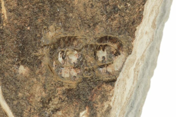 Tomagnostus Agnostid Trilobite - St Davids, South Wales #188857